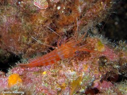 Lysmata seticaudata thumbnail