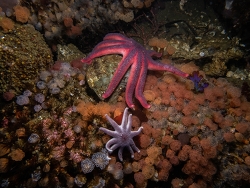 Solaster dawsoni thumbnail