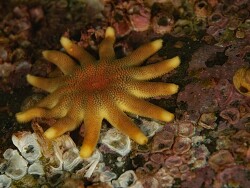 Solaster dawsoni thumbnail