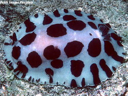 Diaulula sp.02 thumbnail