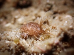 Aeolidiopsis harrietae thumbnail