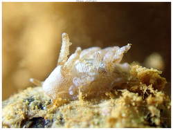 Baeolidia lunaris thumbnail