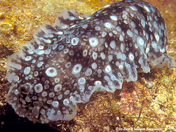 Dendrodoris albopurpura thumbnail