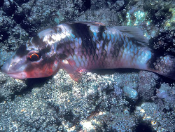 Parupeneus porphyreus thumbnail