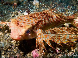Dactyloptena orientalis thumbnail