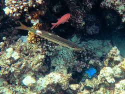 Sphyraena iburiensis thumbnail