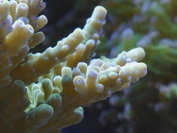 Acropora austera thumbnail
