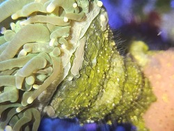 EEFW (Euphyllia Eating FlatWorm) thumbnail