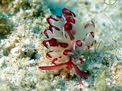 Cyerce cristallina thumbnail