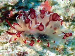 Cyerce cristallina thumbnail