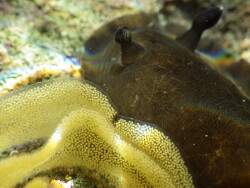 Dendrodoris krebsii thumbnail