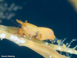 Hippolyte coerulescens thumbnail