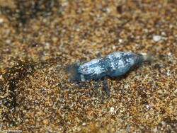 Hippolyte coerulescens thumbnail