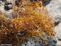 Sargassum natans thumbnail