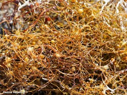 Sargassum natans thumbnail