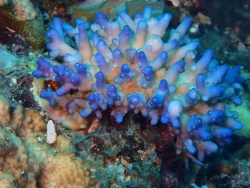 Acropora lokani thumbnail
