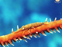 Pseudopontonides principis thumbnail