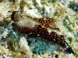 Polycera odhneri thumbnail
