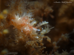 Bermudella zoobotryon thumbnail