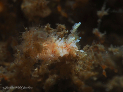 Bermudella zoobotryon thumbnail