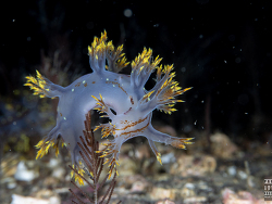Dendronotus yrjargul thumbnail