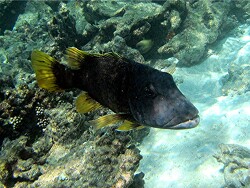 Lethrinus erythracanthus - Gelbflossen-Straßenkehrer - Malediven - Thudufushi - Hausriff