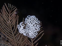 Dendronotus yrjargul thumbnail
