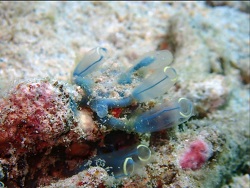 Clavelina cyclus thumbnail