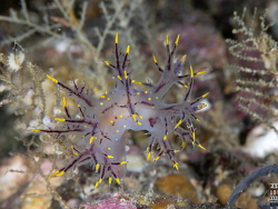 Dendronotus arcticus gartensis thumbnail