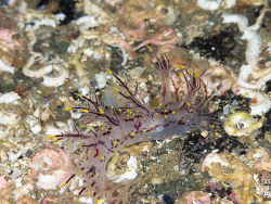Dendronotus arcticus gartensis thumbnail