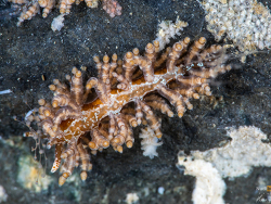 Capellinia vittata thumbnail
