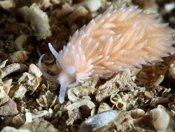 Berghia norvegica thumbnail