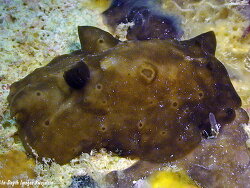 Actinocyclus verrucosus thumbnail