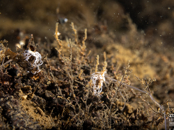 Coryphella borealis thumbnail