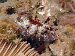 Carminodoris estrelyado thumbnail