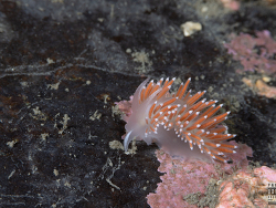 Coryphella verrucosa ssp. rufibranchialis, Inderøy, Nord-Trøndelag, Norway 2023