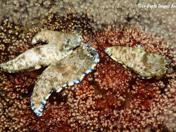 Dermatobranchus caeruleomaculatus thumbnail