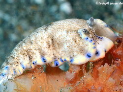 Dermatobranchus caeruleomaculatus thumbnail