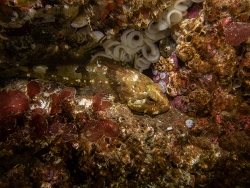 Artedius fenestralis,Esquimalt, BC, Canada 2025