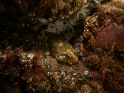 Artedius fenestralis,Esquimalt, BC, Canada 2025