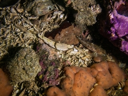 Asemichthys taylori thumbnail