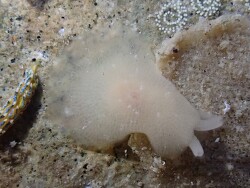 Berthella medietas thumbnail
