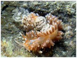 Anteaeolidiella lurana thumbnail