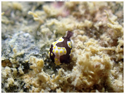 Colpodaspis thompsoni thumbnail