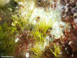 Pseudochlorodesmis furcellata thumbnail