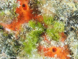 Pseudochlorodesmis furcellata thumbnail