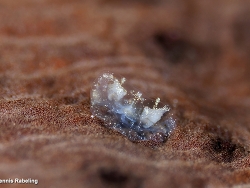 Vallicula multiformis thumbnail