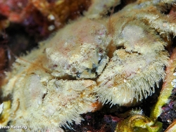 Porcellana platycheles thumbnail