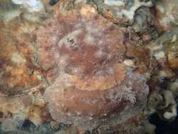 Geitodoris planata thumbnail