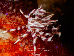 Zebrida adamsii thumbnail